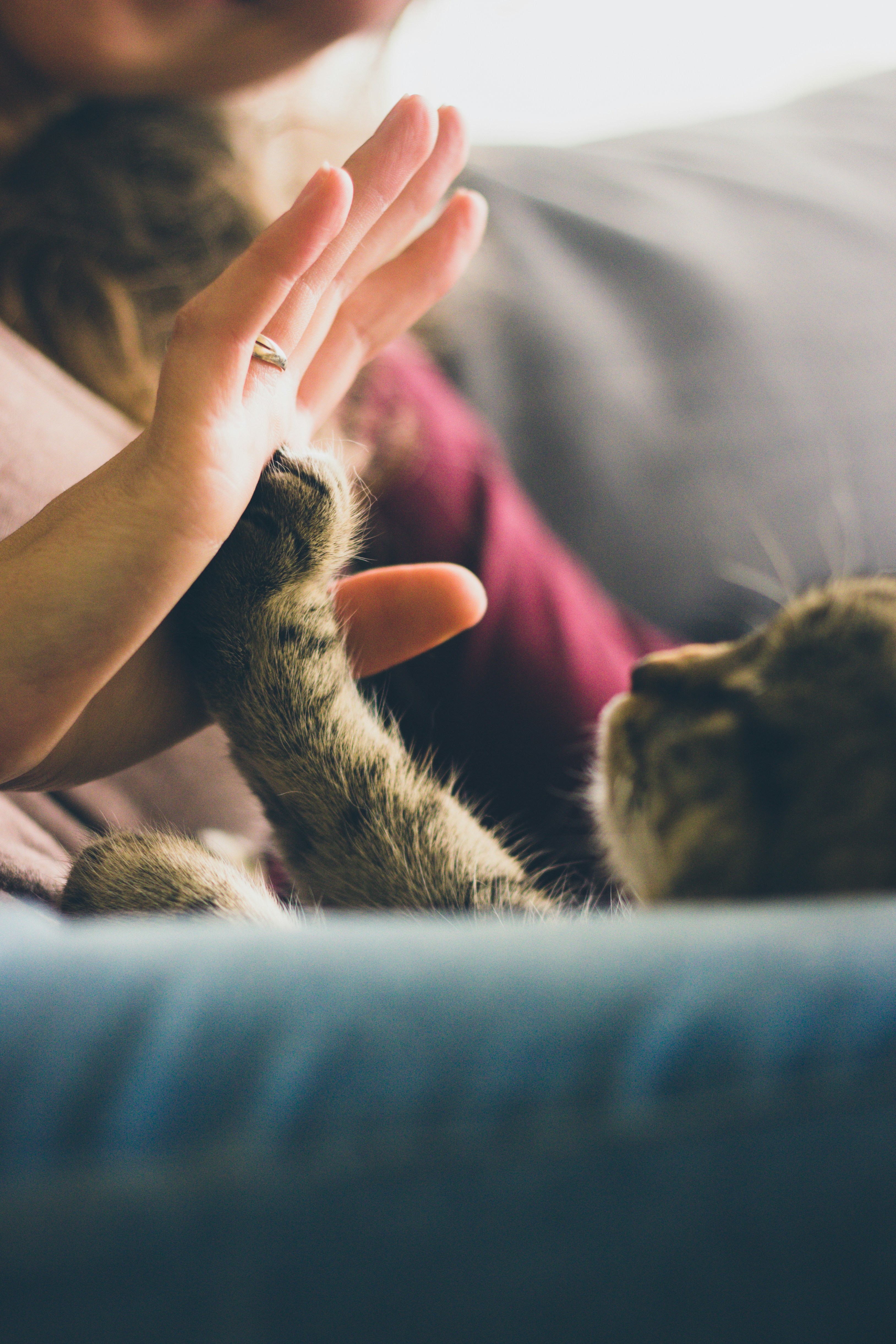 Cat high five